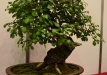 Gyorgy Rácz, Vengrija, Paprastoji kriaušė (Pyrus communis)