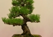 Bartusek Laszlo, Vendrija, Japoninė juodoji pušis (Pinus thunbergii), Indas - Kinija