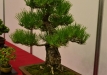Bartusek Laszlo, Vendrija, Japoninė juodoji pušis (Pinus thunbergii), Indas - Kinija