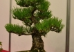 Bartusek Laszlo, Vendrija, Japoninė juodoji pušis (Pinus thunbergii), Indas - Kinija