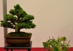 Bartusek Laszlo, Vendrija, Japoninė kriptomerija  (Cryptomeria japonica), Indas - Kinija