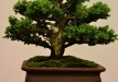 Bartusek Laszlo, Vendrija, Japoninė kriptomerija  (Cryptomeria japonica), Indas - Kinija