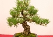 Bartusek Laszlo, Vendrija, Japoninė juodoji pušis (Pinus thunbergii), Indas - Kinija