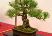 Bartusek Laszlo, Vendrija, Japoninė juodoji pušis (Pinus thunbergii), Indas - Kinija