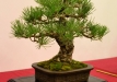 Bartusek Laszlo, Vendrija, Japoninė juodoji pušis (Pinus thunbergii), Indas - Kinija