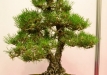 Bartusek Laszlo, Vendrija, Japoninė juodoji pušis (Pinus thunbergii), Indas - Tokoname 