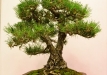 Bartusek Laszlo, Vendrija, Japoninė juodoji pušis (Pinus thunbergii), Indas - Tokoname 
