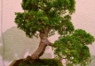 Mindaugas, Lietuva, Kadagys (Juniperus sp.)