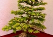 Gintaras Liutkauskas, Lietuva, Japoninis maumedis (Larix kaempferi), indas - Kinija