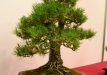 Gintaras Liutkauskas, Lietuva, Japoninis maumedis (Larix kaempferi), indas - Kinija