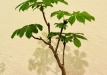 Ina Seliukienė, Lietuva, Paprastasis kaštonas (Aesculus hippocastanum)