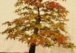 Ina Seliukienė, Lietuva, Plaštakinis klevas (Acer palmatum)