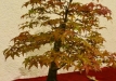 Ina Seliukienė, Lietuva, Plaštakinis klevas (Acer palmatum)