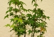 Ina Seliukienė, Lietuva, Plaštakinis klevas (Acer palmatum)