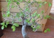 dscf8490