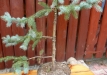 p1300433
