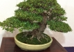 kokufu-bonsai-ten-91-035