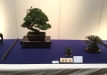kokufu-bonsai-ten-91-036