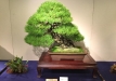kokufu-bonsai-ten-91-037