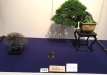 kokufu-bonsai-ten-91-038