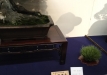 kokufu-bonsai-ten-91-039