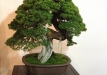 kokufu-bonsai-ten-91-040