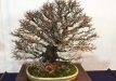 kokufu-bonsai-ten-91-041