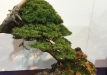 kokufu-bonsai-ten-91-042