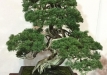 kokufu-bonsai-ten-91-043