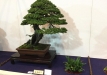 kokufu-bonsai-ten-91-044