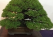 kokufu-bonsai-ten-91-045