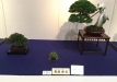 kokufu-bonsai-ten-91-046