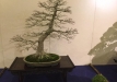kokufu-bonsai-ten-91-047
