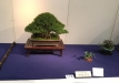 kokufu-bonsai-ten-91-048