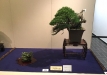 kokufu-bonsai-ten-91-049