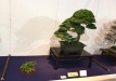 kokufu-bonsai-ten-91-050
