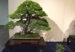kokufu-bonsai-ten-91-051