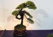 kokufu-bonsai-ten-91-052
