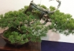 kokufu-bonsai-ten-91-053