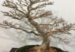 kokufu-bonsai-ten-91-054