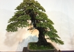 kokufu-bonsai-ten-91-055