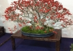 kokufu-bonsai-ten-91-056