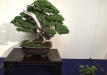 kokufu-bonsai-ten-91-057