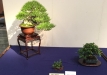 kokufu-bonsai-ten-91-058