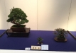 kokufu-bonsai-ten-91-059