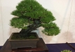 kokufu-bonsai-ten-91-060