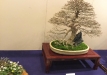 kokufu-bonsai-ten-91-061