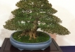 kokufu-bonsai-ten-91-062