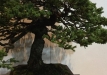 kokufu-bonsai-ten-91-063