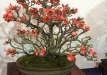 kokufu-bonsai-ten-91-065